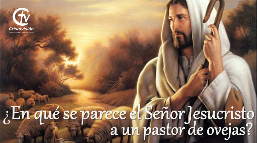 ¿En qué se parece el Señor Jesucristo a un pastor de ovejas? 